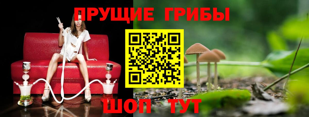 Кузнецк  Галлюциногенные грибы Psilocybine cubensis  Вход с VPN 